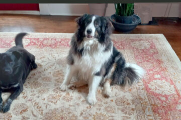 Two contented dogs
