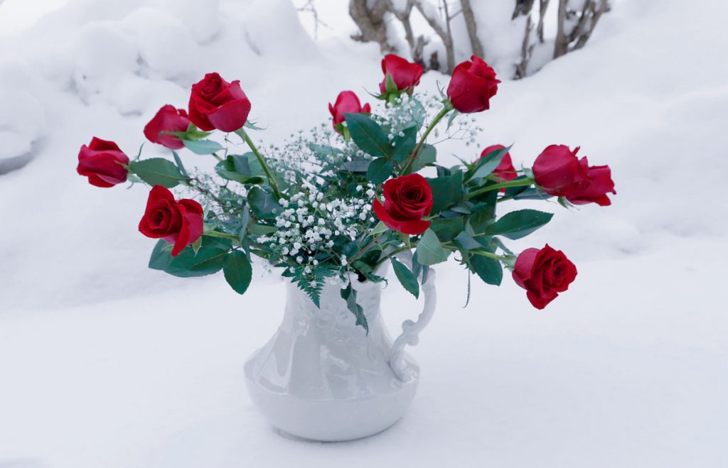 Red Roses in the Snow