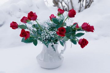 Roses in the Snow