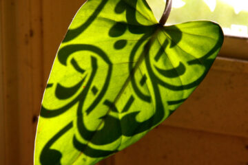 A green heart leaf with a pattern.