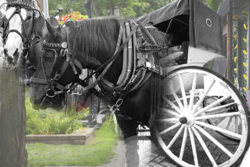 Composite of Carriage and horses.