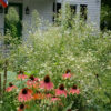 Black eyed susan flowers at home.