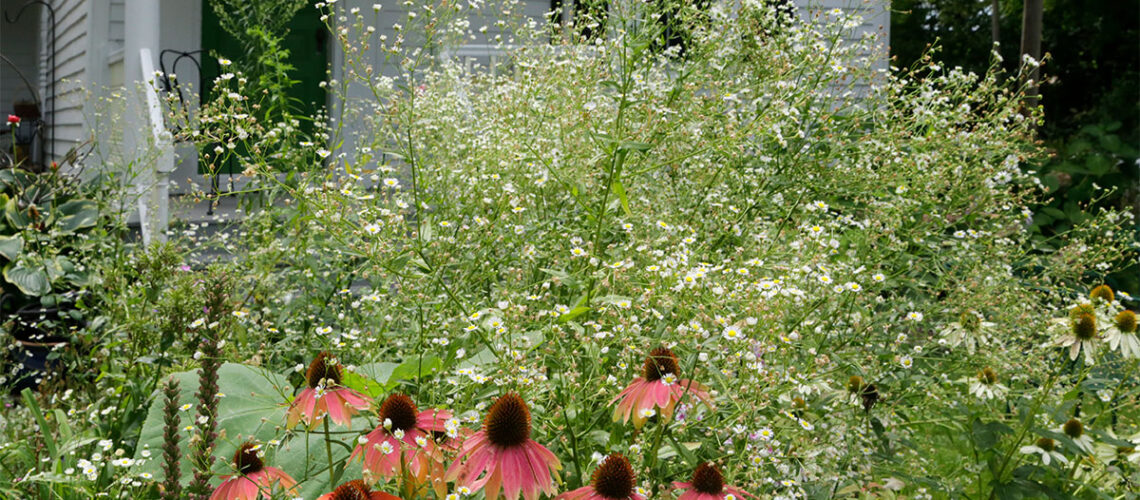 Black eyed susan flowers at home.