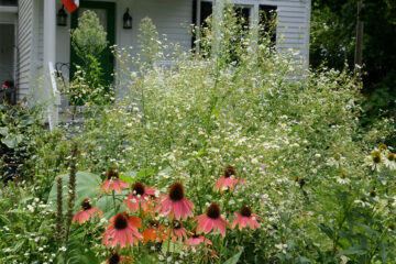 Black eyed susan flowers at home.