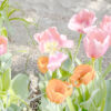 Pastel Tulips