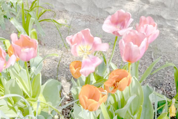 Pastel Tulips