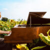 Clarisse of Dream Sounds in a field of Sunflowers.