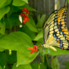 A Scarlet Runner Bean Flower attracts an Easter Tiger Swallowtail butterfly.