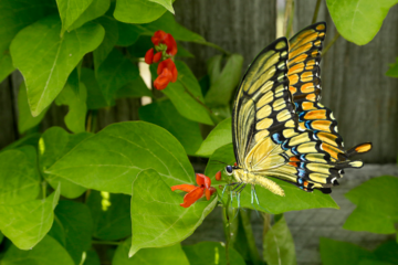A Scarlet Runner Bean Flower attracts an Easter Tiger Swallowtail butterfly.