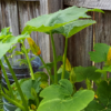 A squash plant