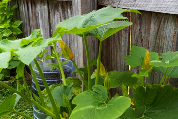 A squash plant